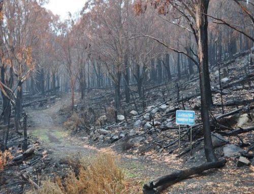What are the requirements involved in Bushfire Attack Level (BAL) of BAL-29?