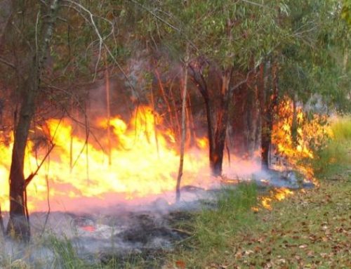 A Bushfire Attack Level (BAL) of BAL-40; what should be your next step?