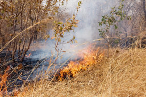 Bushfire Management Plan